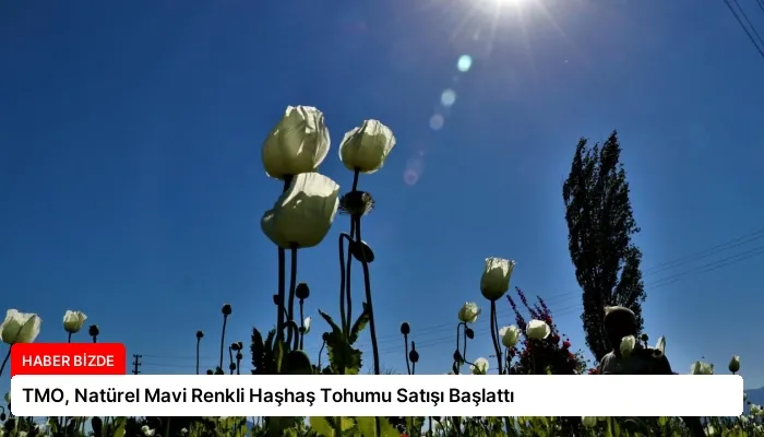 TMO, Natürel Mavi Renkli Haşhaş Tohumu Satışı Başlattı