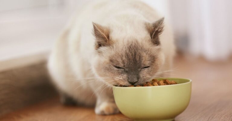 Kedi Maması Çeşitleri ve Markaları