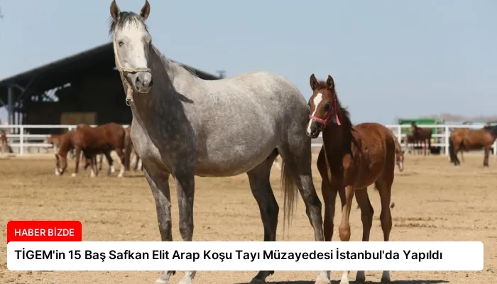 TİGEM’in 15 Baş Safkan Elit Arap Koşu Tayı Müzayedesi İstanbul’da Yapıldı