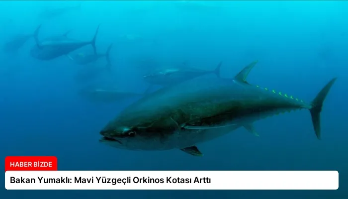 Bakan Yumaklı: Mavi Yüzgeçli Orkinos Kotası Arttı