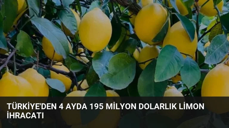 Türkiye’den 4 Ayda 195 Milyon Dolarlık Limon İhracatı
