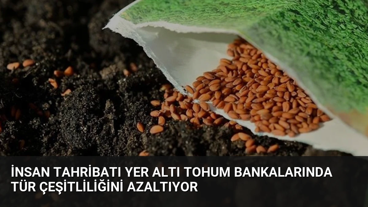 İnsan Tahribatı Yer Altı Tohum Bankalarında Tür Çeşitliliğini Azaltıyor