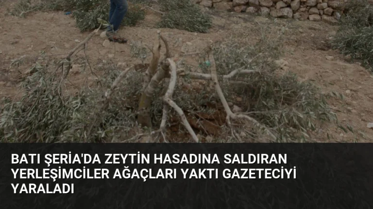 Batı Şeria’da Zeytin Hasadına Saldıran Yerleşimciler Ağaçları Yaktı Gazeteciyi Yaraladı