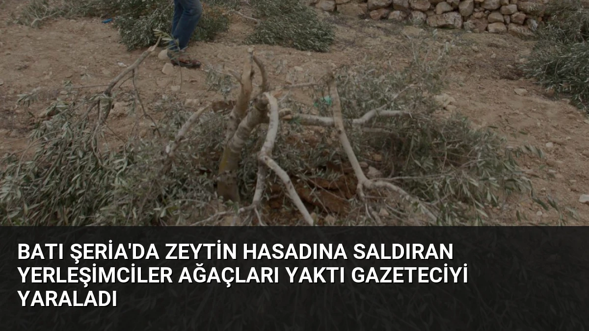 Batı Şeria’da Zeytin Hasadına Saldıran Yerleşimciler Ağaçları Yaktı Gazeteciyi Yaraladı